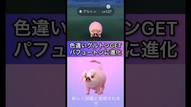 【PokémonGO】色違いグルトンをGET！パフュートンに進化！【ポケモンGO】