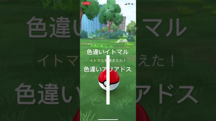 ポケモンGO 色違いイトマル出現！色違いアリアドスへ進化！ #pokémon #ポケモンgo