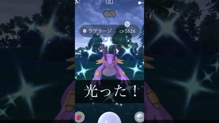 ぐら〜じ　色違い　ポケモンgo 銀パイル珍しくあったw