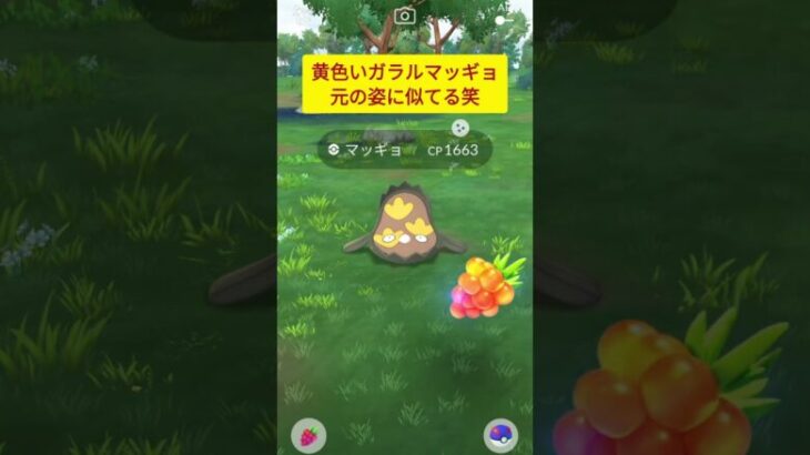 【ポケモンGO】色違いのトゲデマルとガラルマッギョをゲット