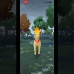 ポニータゲット！初心者part10 【ポケモンGO】　#ポケモンgo #pokemongo #pokemon #ポニータ