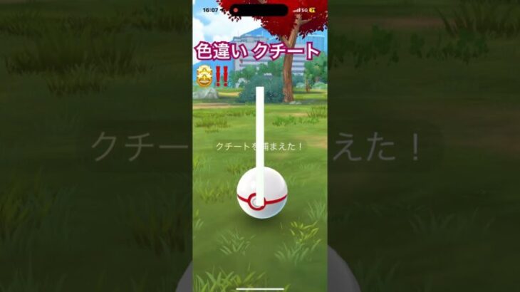 色違い クチート😍‼️ しかも 最長😳‼️ 最強🤩‼️ ポケモンGO