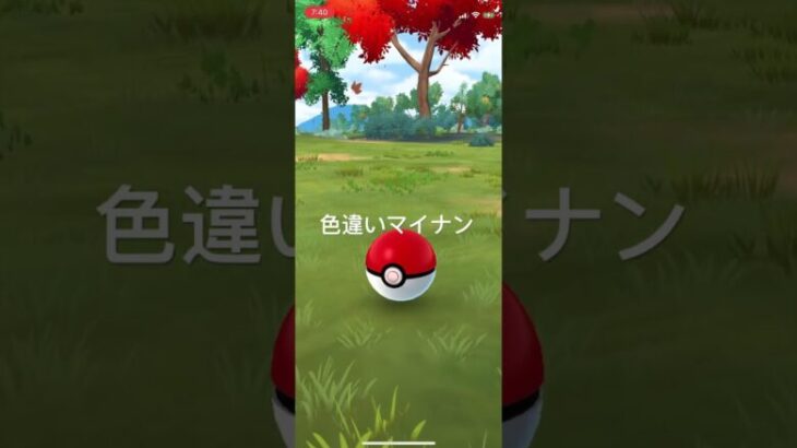 ポケモンGO 色違いマイナン出現！ #pokémon #ポケモン #pokemongo