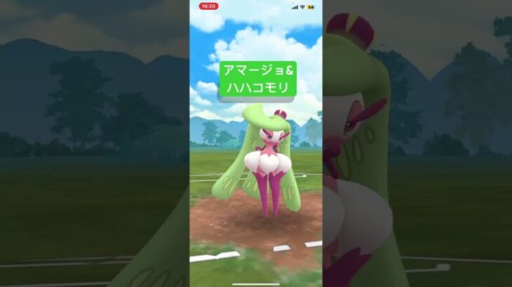 【ポケモンGO】アマージョ&ハハコモリ草2枚　#ポケモンgo #pokemongo #ポケモン #ハイパーリーグ #ハハコモリ #アマージョ #gbl