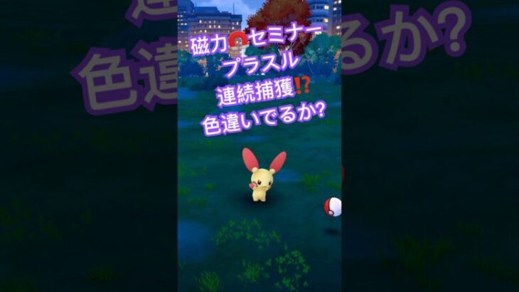 【本日から】磁力セミナープラスル！ポケモンGO色違いプラスルゲットだぜ！タイムチャレンジ完了、リサーチクリア、個体値高いレアポケモンをゲットする。PokémonGO ポケモンGOショート動画