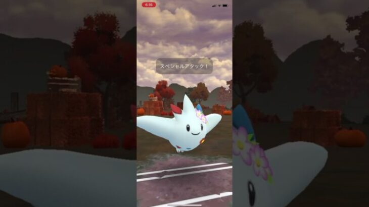 【マスターリーグ】カイオーガ、アシレーヌ、トゲキッス、20241101(ポケモンgo ML)音なし