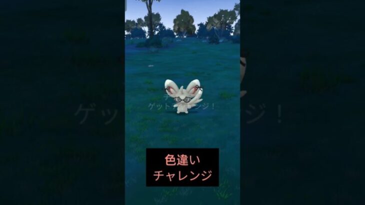 【ポケモンgo】チラーミィ１９連！色違い女王様出てー！　#Pokemongo　#ポケモンgo