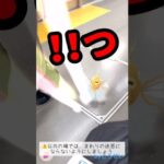 【ポケモンGO】コイキングが危ない！電車内で起きた大ピンチ！ #shorts #pokemongo