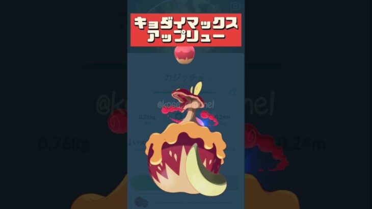 【ポケモンGO】【おひろめ】カジッチュ進化分岐とキョダイマックスアップリューに備えてアメ大量確保せよ！ #キラポケモン # pokemongo #shorts