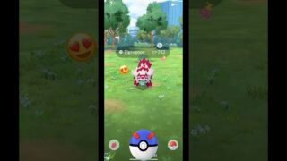 Caught a SHINY Zigzagoon! ツ ✨❤️‍🔥 #色違い #ポケモンGO #pokemongo #pokemongocommunityday