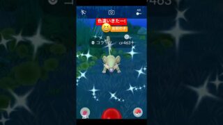 #ポケモンgo #ポケモン #pokemongo #pokemon #色違いポケモン #色違い #shinypokemon #shiny #チャンネル登録お願いします #shorts
