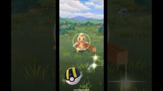 Catching a Shiny Timburr in Pokémon GO! #pokemon #pokemongo #pokemongocommunityday