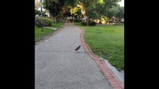 小慈老師公園抓寶樂#ポケットモンスターGO