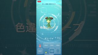 ポケモンGO 色違いミニーブ出現！色違いオリーニョ、色違いオリーヴァへ進化！ #ポケモン #ポケモンgo