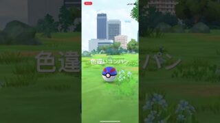 ポケモンGO 色違いコンパン出現！ #ポケモン #ポケモンgo