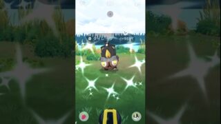 #ポケモンGO #色違い セビエ #pokemon #pokemongo #shiny #ポケモン
