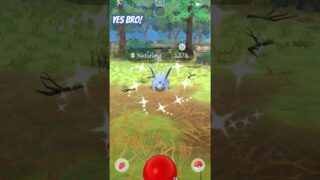 Yes bro! Shiny Nidoran♂️ In Pokémon Go! #yesbro #shinypokemon #pokemongo #nidoran #shiny #letsgo