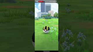 #ポケモンgo セビエ　色違い