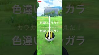 ポケモンGO 色違いカラカラ出現！色違いガラガラへ進化！ #ポケモン #pokémon #ポケモンgo #pokemongo