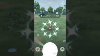 色違いココガラだけは絶対にGETしたい◓⃙⁣ #ポケモンgo #色違いポケモン #ココガラ