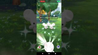 フィールドリサーチで運良く色違いワッカネズミ ありがとうございます！#ポケモンGO #ユキハミ邪魔 #ポケモンgoしてる人と繋がりたい #ワッカネズミ
