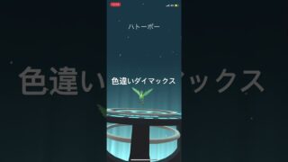 ポケモンGO 色違いダイマックスマメパト出現！色違いハトーボー、色違いケンホロウへ進化！ #ポケモンgo #pokémon #pokemongo #ポケモン