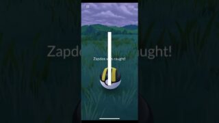 IV check Zapdos go pass Juli #pokémon #pokémongo #pokemoncommunity #shorts