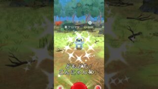【ポケモンGO】予告を送りにゃう！…全然捕まらない⁉︎ #ポケモンgo #ポケモン #色違い #ケロマツ #shorts