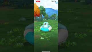 【ポケモンGO】浮き輪コダック色違い！! #shrots #ポケモン #ポケモンgo #pokemongo #色違い #浮き輪 #コダック #コンシェルジュ #つるっぱげたけちゃんのおやじちゃんねる