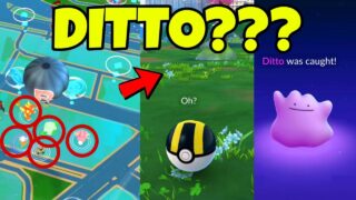 Pokémon Go Ditto Hunt Gameplay