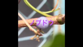 ランタナ　ツユクサ　ヒャクニチソウ　ノブドウ　ルコウソウ　ノウゼンカズラ　アベリア　ヘクソカズラ　ポケモンgoコインゲット　無課金