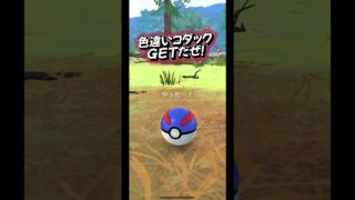 ポケモンコンシェルジュセレブレーションイベント中#ポケモン #ポケモンgo #pokemon #pokemongo #niantic #ゲーム #ポケモンコンシェルジュ#色違い#コダック