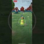 #ポケモンGO チコリータ色違い