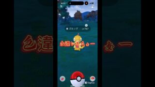ズルック大量発生‼️色違い✨#ポケモンgo色違い #ポケモンgo #ポケモン