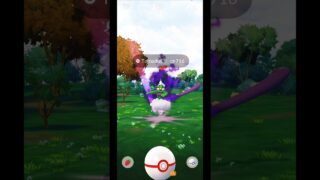 ☀️ AFTERNOON CATCH! Shadow Legendary Tornadus (Gen 5) CP 716 in Pokemon GO Gameplay