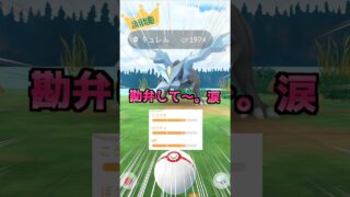 キュレム１５戦♪高個体を狙え!!【ポケモンGO】