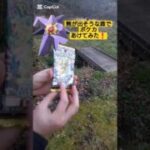 【ポケカ】熊が出そうな恐怖の森でポケモンカード最新弾MEGAドリームex開封ヤバすぎ #shorts