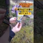 【ポケカ】熊が出そうなヤバい森でポケモンカード最新弾MEGAドリームex開封エグすぎ #shorts
