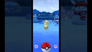 ポケモンgo ガーディ色違い　#short
