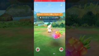 新年、撮影した色違い26匹目❤️今年26匹目（コミュデイ除く）、記念、記録動画🎥【ポケモンGO】#shorts #pokemon #shinypokemon