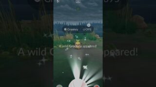 Finally Got🤩✨ Shiny Grookey Pokemon Go #shorts #ytshorts #pokemongo