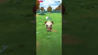 #ポケモンGO ヤンチャム色違い