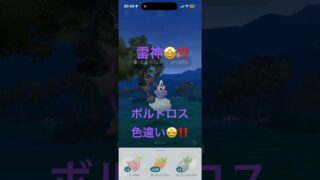 ボルトロス色違い😍‼️ ポケモンGO #ポケモンgo #色違い #ボルトロス
