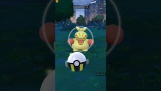 POKÉMON GO / Makuhita.