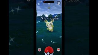 色違い❤️パッチールGET！