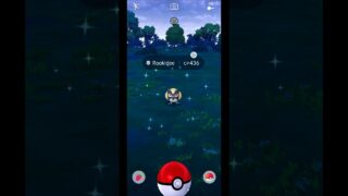 I wasn’t expecting this Shiny Rookidee! ✨ | Pokemon GO #PokemonGO #Shorts #ASMR