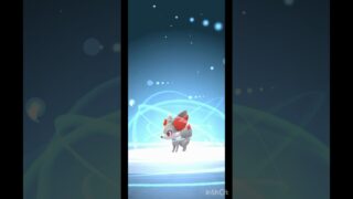 色違い フォッコ 2進化！【 ポケモンGO 】色違いフォッコ→色違い テールナー →色違い マフォクシー #ポケモン #pokemon #ポケモンgo #pokemongo #フォッコ #テールナー