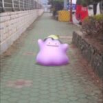 메타몽 ( Ditto ) メタモン ( 百變怪 )
