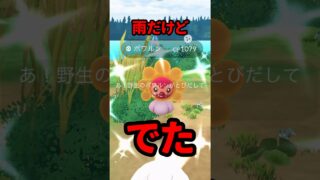 【ポケモンGO】🌧【奇跡】雨の中ルート歩いてたらホワルン光った！？そしてまさかのサニーゴ連発！？ #shorts
