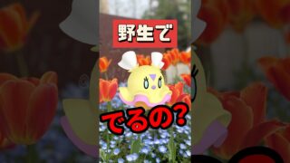 【ポケモンGO】ヒラヒナ野生で出るの!? まさかの答えがコレ… #shorts